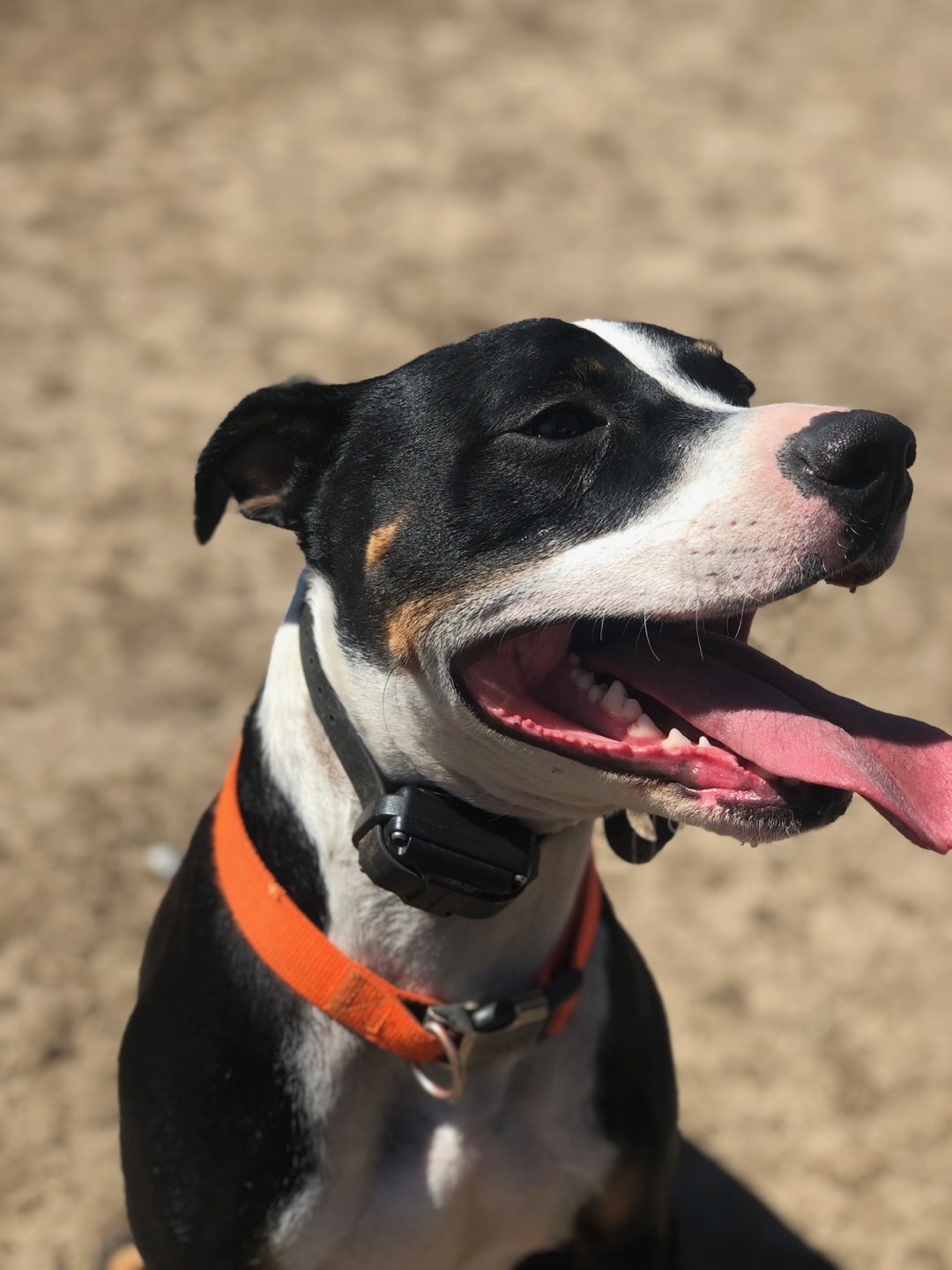 The Dog Company Your Pet's Second Best Friend